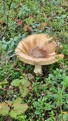 Amanita regalis