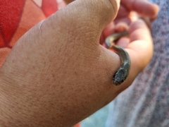 Eirenis modestus cilicius