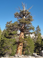 Pinus balfouriana austrina