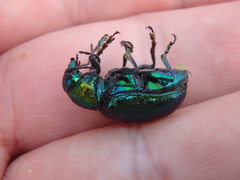 Chrysochares asiaticus