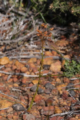 Drosera prophylla