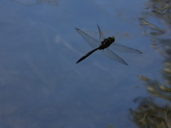 Somatochlora exuberata