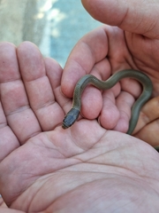 Eirenis modestus cilicius