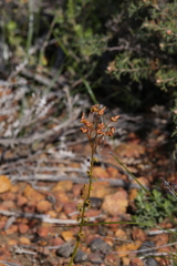 Drosera prophylla