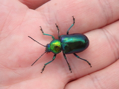 Chrysochares asiaticus