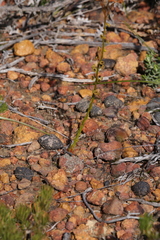 Drosera prophylla