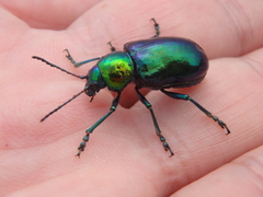 Chrysochares asiaticus