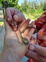 Eirenis modestus cilicius