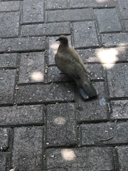 Streptopelia senegalensis