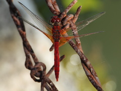 Sympetrum speciosum