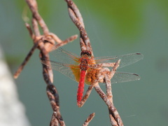 Sympetrum speciosum