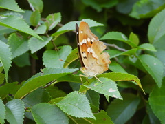 Apatura ilia