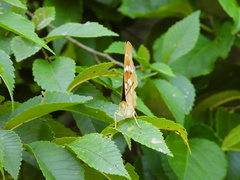 Apatura ilia