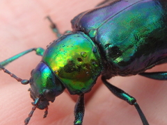 Chrysochares asiaticus