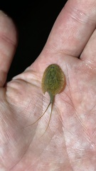 Triops cancriformis
