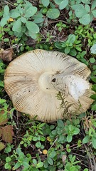Amanita regalis