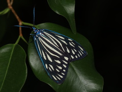 Cyclosia papilionaris