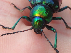 Chrysochares asiaticus