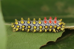 Cyclosia papilionaris