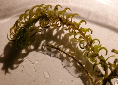 Elodea nuttallii