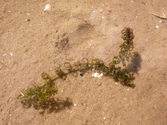 Elodea nuttallii