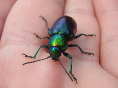 Chrysochares asiaticus