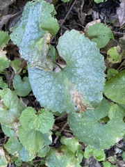 Erysiphe cruciferarum