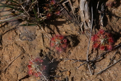 Drosera spilos