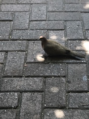 Streptopelia senegalensis