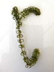 Elodea nuttallii