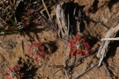 Drosera spilos