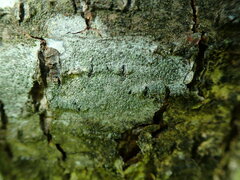 Buellia griseovirens