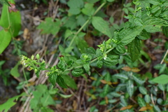 Teucrium pernyi