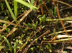 Lilaeopsis chinensis