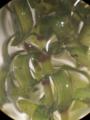 Elodea nuttallii