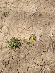 Zephyranthes filifolia