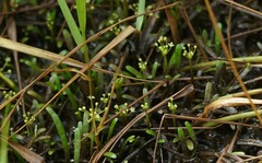 Lilaeopsis chinensis