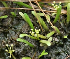 Lilaeopsis chinensis