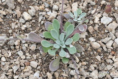 Physaria arctica