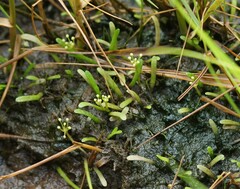 Lilaeopsis chinensis