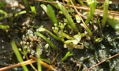 Lilaeopsis chinensis