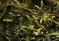 Lilaeopsis chinensis