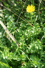 Hyoseris radiata