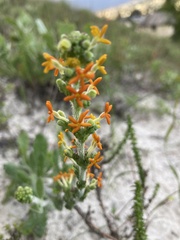 Manulea tomentosa