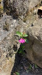 Oenothera rosea