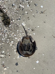 Limulus polyphemus