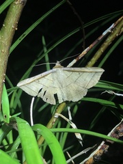 Entomogramma fautrix