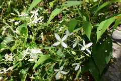 Clematis finetiana