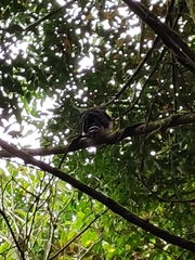Accipiter bicolor