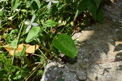 Clematis finetiana